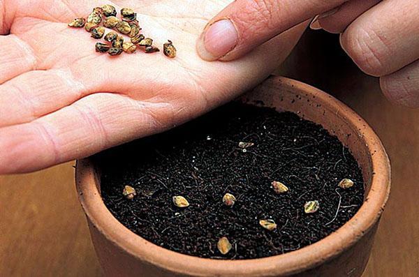 Размножение кизильника: отводками, черенками, прививкой, семенами и делением куста | Огородники